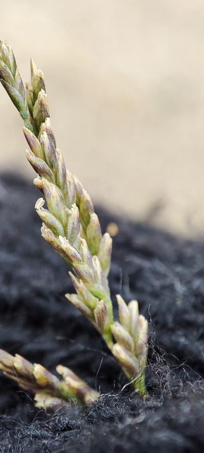 Puccinellia hauptiana, photographed by Yurii Basov
