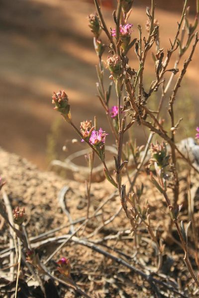 Erepsia ramosa, photographed by Jacques van der Merwe