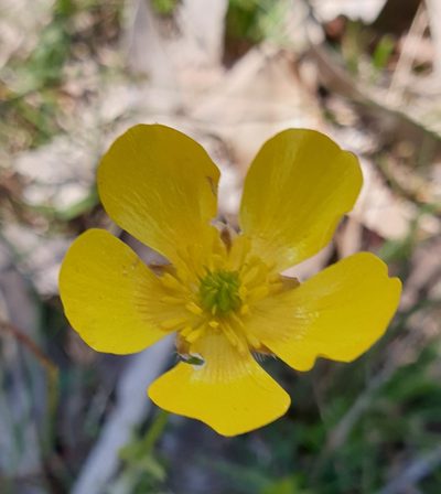 Ranunculus lappaceus, photographed by Rosalie Lawrence
