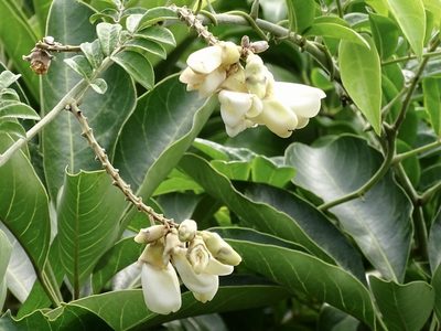 Nanhaia speciosa, photographed by Toby Y