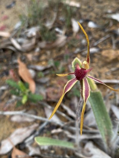 Caladenia longiclavata, photographed by John Van Den Nouwelant