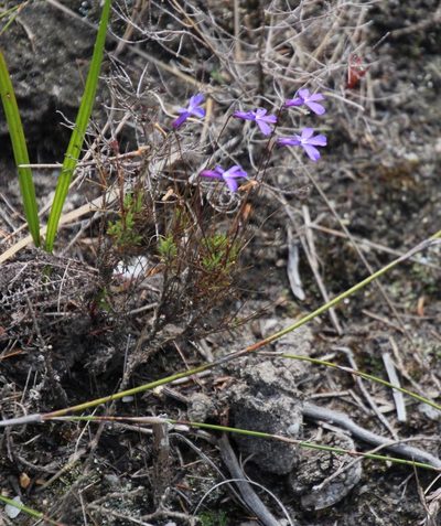 Lobelia chamaepitys, photographed by Tony Rebelo