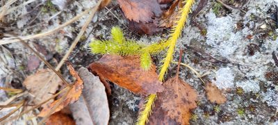 Lycopodium lagopus, photographed by Yurii Basov
