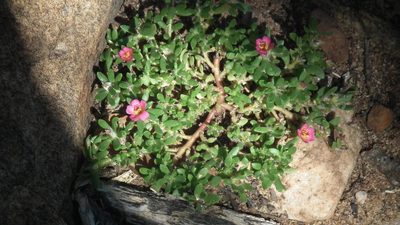 Portulaca obtusa, photographed by Shaun Swanepoel