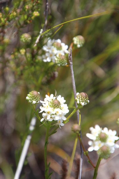 Pseudoselago gracilis, photographed by Tony Rebelo