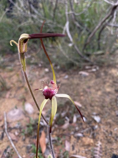 Caladenia heberleana, photographed by John Van Den Nouwelant