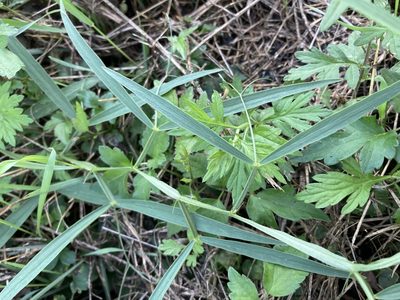 Lathyrus sylvestris, photographed by Caleb Catto