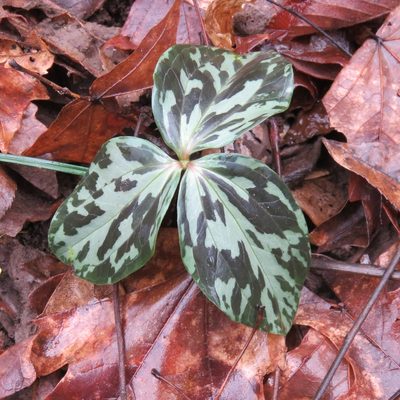 Trillium gracile, photographed by Laura Clark