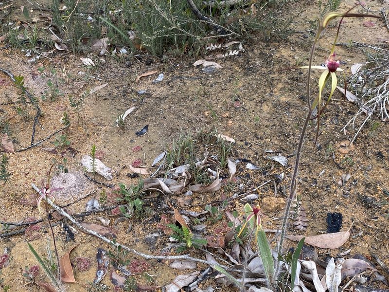 Caladenia heberleana, photographed by John Van Den Nouwelant