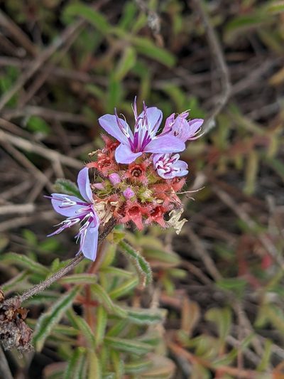 Ernestia confertiflora, photographed by Denis Bastianelli
