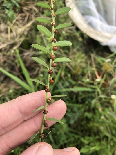 Phyllanthus evanescens, photographed by Sam Kieschnick