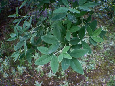 Anagyris foetida, photographed by Duarte Frade