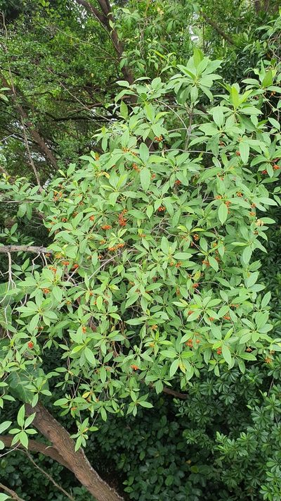 Cyrtophyllum fragrans, photographed by Cheongweei Gan