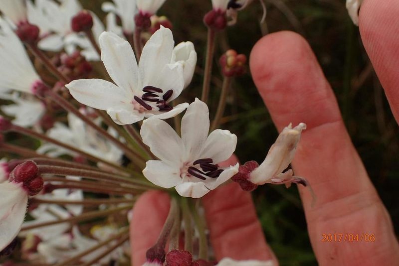 Nerine pancratioides, photographed by Peter Warren