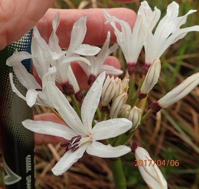 Nerine pancratioides, photographed by Peter Warren