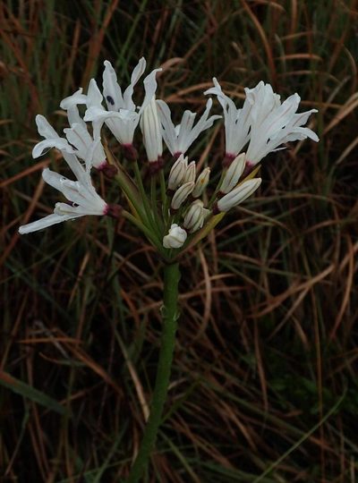 Nerine pancratioides, photographed by Peter Warren