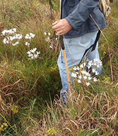 Nerine pancratioides, photographed by Peter Warren