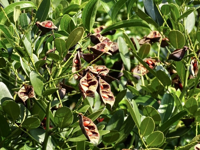 Ormosia emarginata, photographed by Toby Y