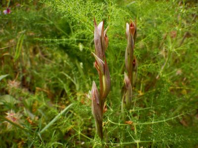 Serapias parviflora, photographed by Duarte Frade