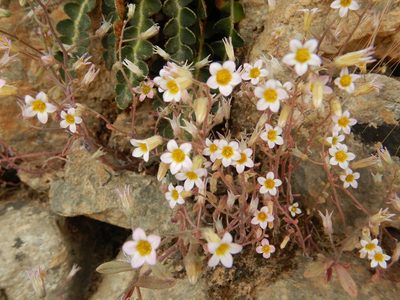 Sedum mucizonia, photographed by Duarte Frade