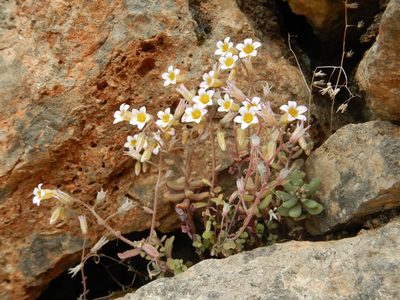 Sedum mucizonia, photographed by Duarte Frade