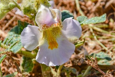 Proboscidea louisianica, photographed by Jay Pruett