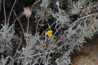 Ursinia sericea, photographed by Tony Rebelo