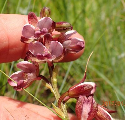 Eulophia zeyheriana, photographed by Peter Warren