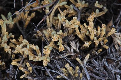 Psammotropha quadrangularis, photographed by Tony Rebelo