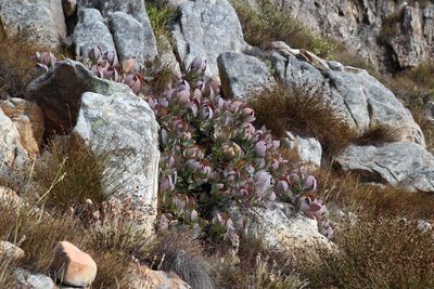 Protea recondita, photographed by Tony Rebelo