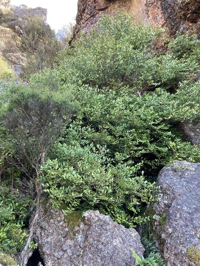 Atherosperma moschatum, photographed by krumpianking