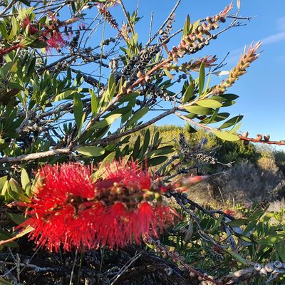 Melaleuca citrina, photographed by ronavery