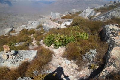 Protea cryophila, photographed by Tony Rebelo
