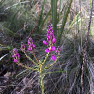 Comesperma ericinum, photographed by yatesy