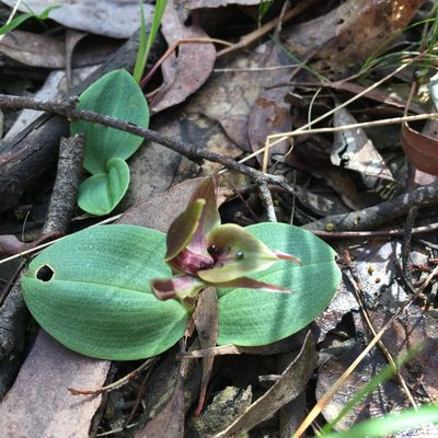 Chiloglottis valida, photographed by yatesy
