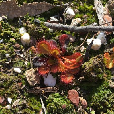 Drosera aberrans, photographed by yatesy
