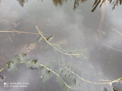 Potamogeton perfoliatus, photographed by Nadezhda Kiseleva