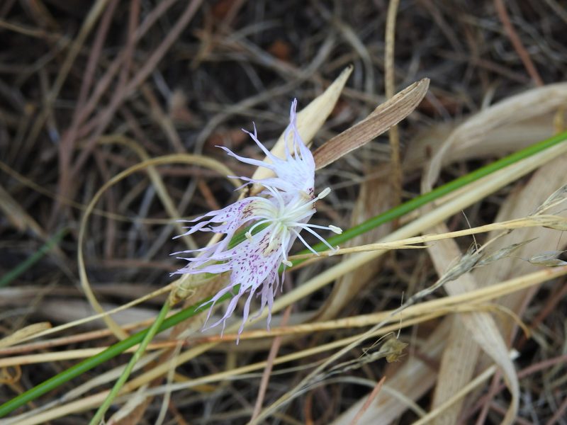 Dianthus broteri, photographed by Duarte Frade