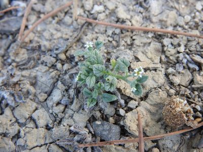 Heliotropium supinum, photographed by Duarte Frade