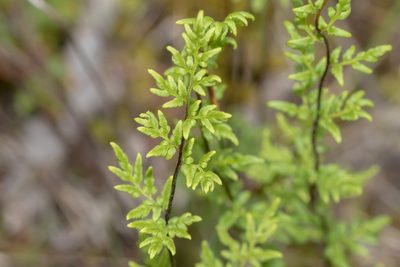 Cheilanthes sieberi, photographed by Andrew Allen