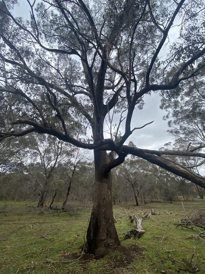 Eucalyptus microcarpa, photographed by Andrew Allen