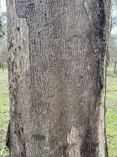 Eucalyptus microcarpa, photographed by Andrew Allen