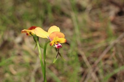 Diuris jonesii, photographed by Em Lamond
