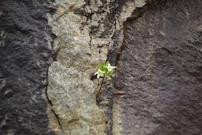 Anthocercis viscosa, photographed by Em Lamond