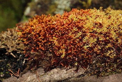 Syzygiella colorata, photographed by Em Lamond