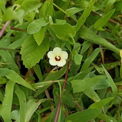 Xenostegia tridentata, photographed by Paulmathi Vinod