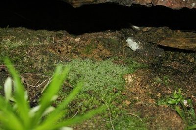Ceramanus clatritexta, photographed by Em Lamond