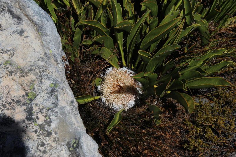 Protea cryophila, photographed by Tony Rebelo