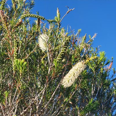 Melaleuca armillaris, photographed by ronavery