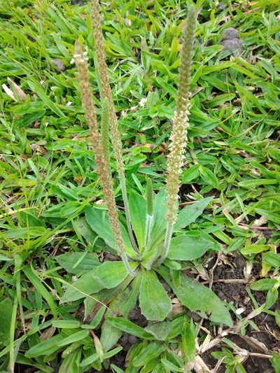 Plantago tomentosa, photographed by Benjamin Fredlund